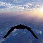 Free Bird