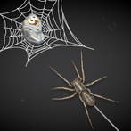 Spider Attack