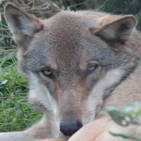 Schiebe-Puzzle Tiere