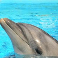 Dolphin Show Puzzle Find Fun