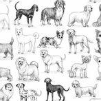 Dog Quiz Pro | 100+ Dog Breeds