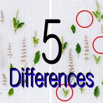 틀린그림찾기 5 (힐링무료게임) - Find the d