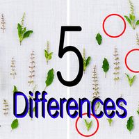 틀린그림찾기 5 (힐링무료게임) - Find the d