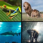 Animal Puzzles for Kids