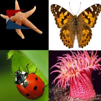 60 Invertebrados Desafio