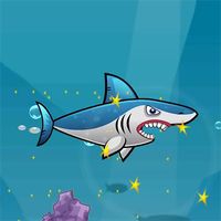 Shark Safari