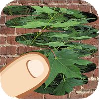 Trees, which one is hiding