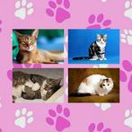 Cats Quiz