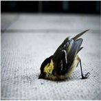 fuddu bird