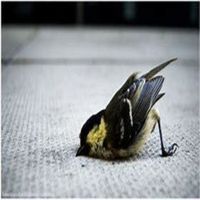 fuddu bird
