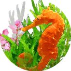 Seahorse Diary