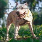 Pitbull dogs jigsaw puzzles