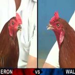 Đá Gà Trực Tiếp Thomo