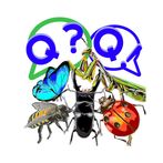 곤충 퀴즈