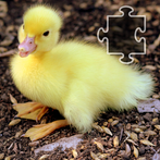 Jigsaw Puzzles: Birds