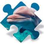 Free Dolphin Jigsaw Puzzles