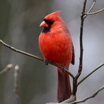 Birds Quiz