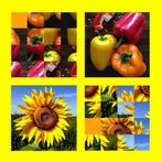 QUIZINATOR BRAIN SCRAMBLER