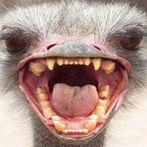 It Is The Beast 3D Cards