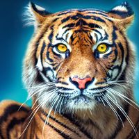 Lion Hunting Animal Games