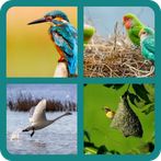 Birds Quiz