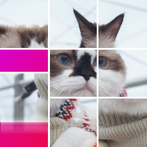 Cat slide puzzle: piece match