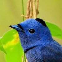 새 이름 맞추기 퀴즈