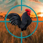 Crazy Chicken Hunt