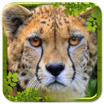 Wild Cheetah Simulator 3D