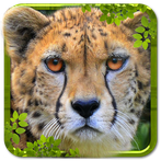Wild Cheetah Simulator 3D