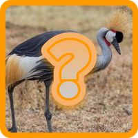 Guess : Animals Quiz Game
