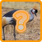 Guess : Animals Quiz Game