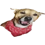 FeedRoxy