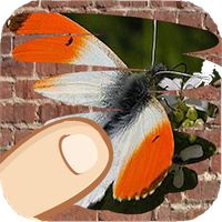 Butterflies, scratch hiding