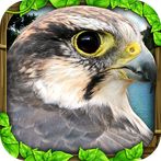 Falcon Simulator