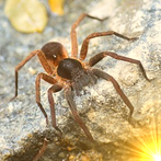 Arachnophobia Spider Quiz