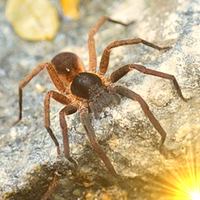 Arachnophobia Spider Quiz