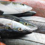 나는 생선고수다