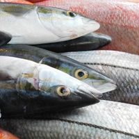 나는 생선고수다