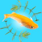 Medaka Aquarium Breeder