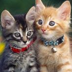 Cute Kitty Puzzle