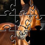 Horse Jigsaw Puzzles HD