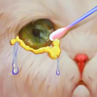 Animal Clinic - Hospital