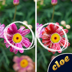 Differences - Find them