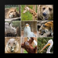 animal quiz with answer