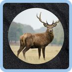 Animalario