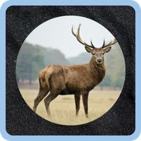 Animalario