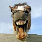 At Kafatasını Yakala