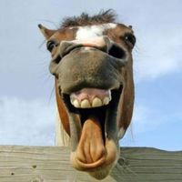 At Kafatasını Yakala