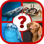 4 Pics Animal Quiz